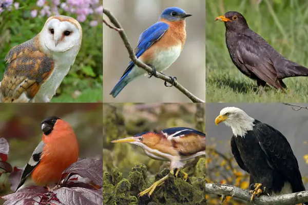 List Of Common Birds With A-Z