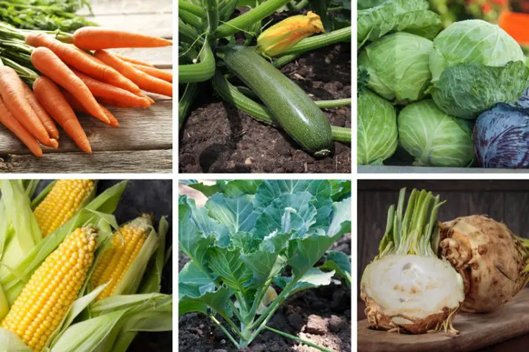 65+ Vegetables That Start With C